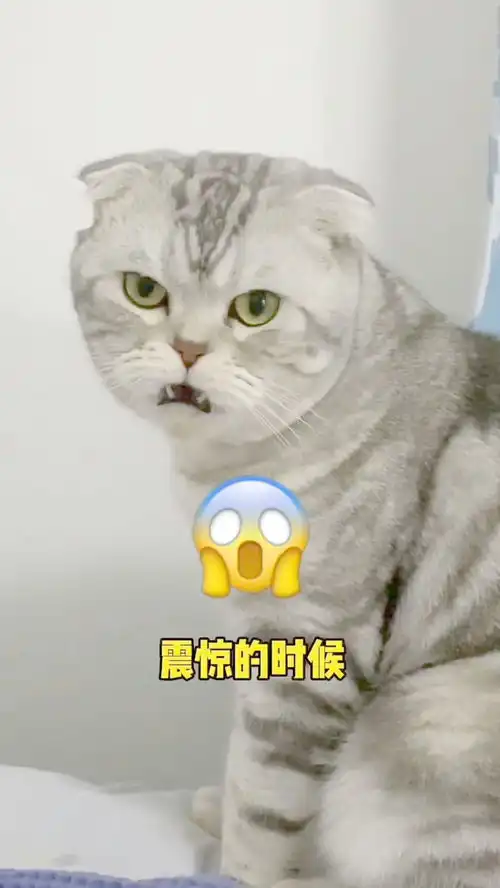 大胖就是个表情包库