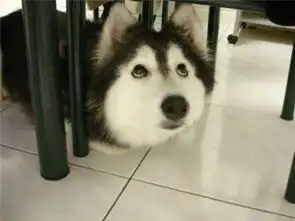 爆红萌物一只认为自己是猫的哈士奇双语