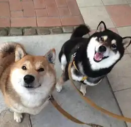 我的表情包去世了再见,小柴