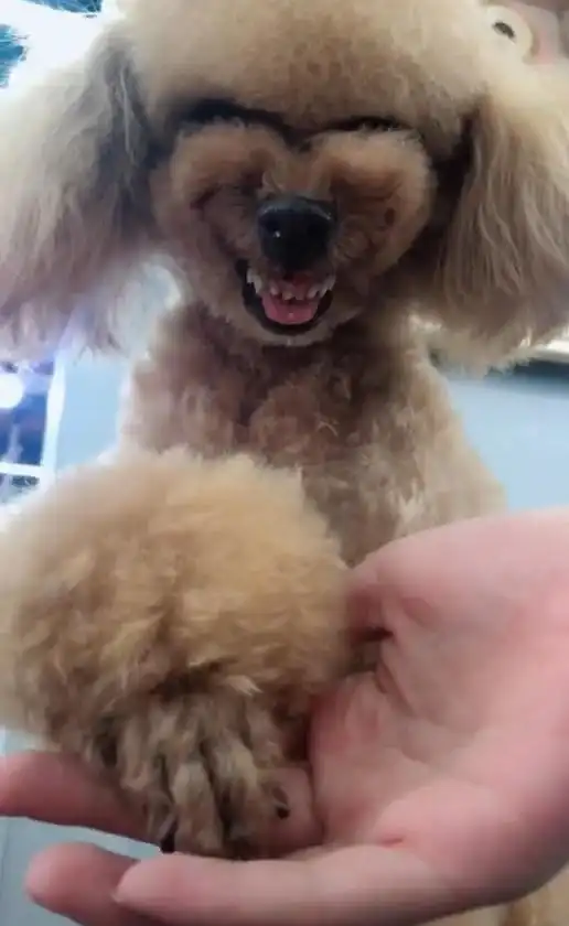 宠主晒出泰迪微笑时表情,网友看后纷纷被吓住这笑容慎得慌