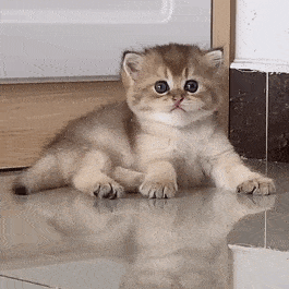 表情包动态可爱表情包