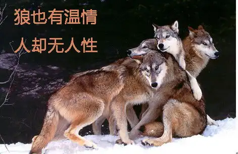 狼性就是奴役员工的一个说辞