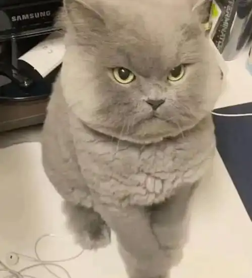 主人无聊去逗蓝猫,却不小心惹怒了它,满脸气愤莫挨老子