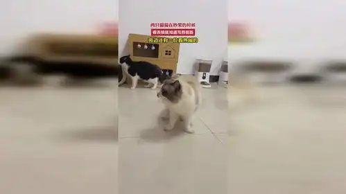 两只猫猫在吵架的时候,看表情就知道骂得挺脏,旁边还有一位看热闹的