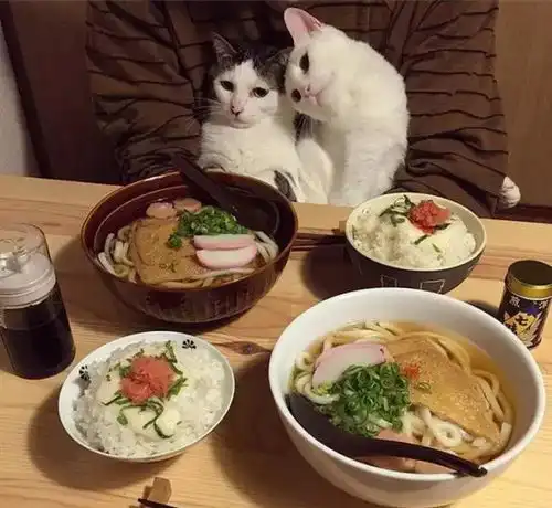 一对夫妻养了两只猫咪,每次吃饭都是一脸生无可恋的表情,萌死了