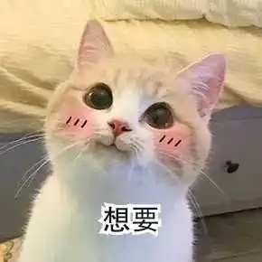 猫咪表情包,好可爱,我心都要化了