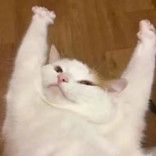 她们都很迷人