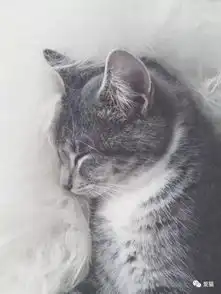 为什么一定要和猫奴谈个恋爱