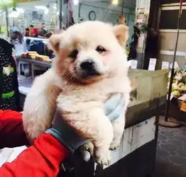 小狗跟猫咪干完架后,它竟然委屈到哭了.....