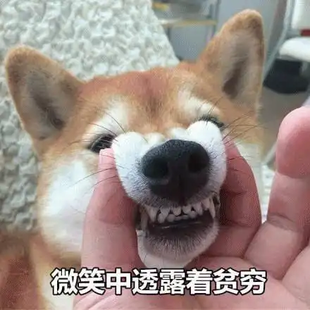 禁令忠犬八公秋田犬,竟然上了禁养名单