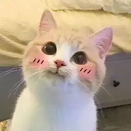 表情包丨小萌猫bobi,简直小天使