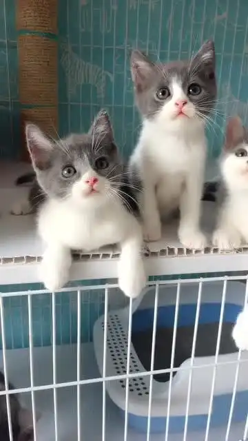 一群小奶猫被主人捉弄,萌表情十分可爱