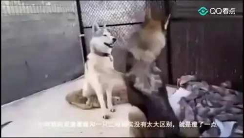 现实中当狼遇到哈士奇.一只二哈变成了两只二哈.