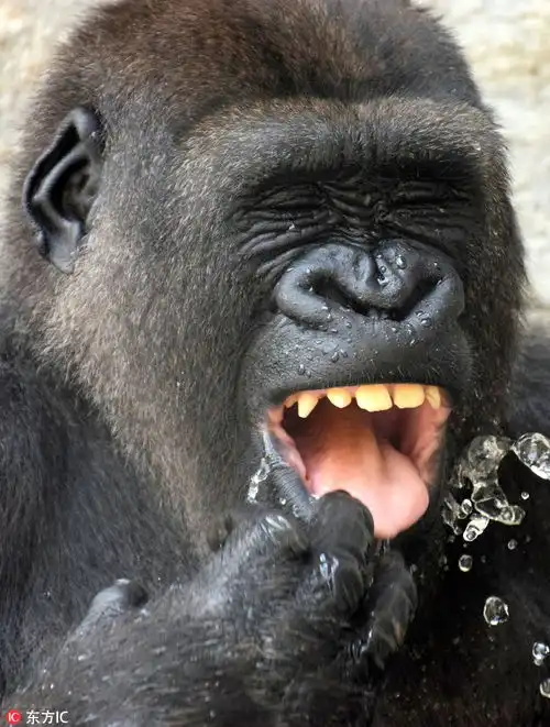 西班牙动物园大猩猩泡澡表情享受至极