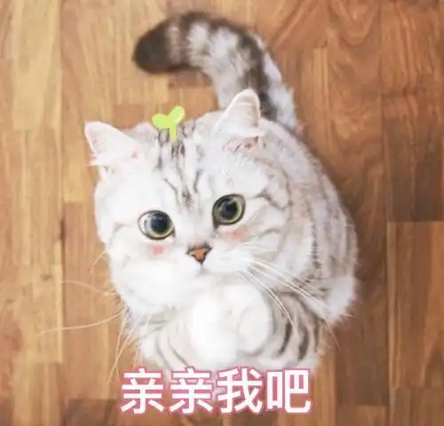 哇,可爱猫咪表情包来了,喜欢猫咪的快来收图,萌得我一塌糊涂