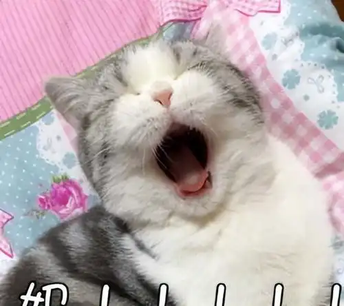 猫咪的这些行为,是在找你玩耍,别傻傻不知道