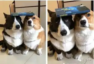 大家帮我判断一下到底是哪只柯基犬犯了错我猜是左边一只