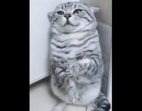 猫咪偷吃小鱼干被抓,墙角罚站生无可恋的表情萌翻网友