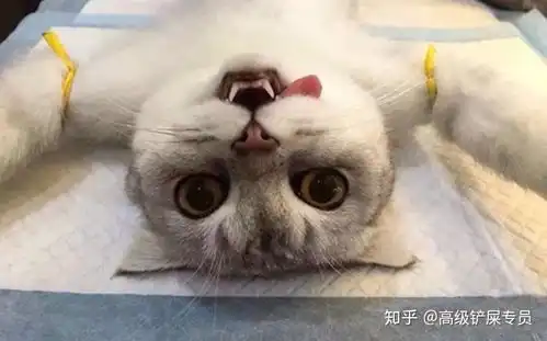 新手开始养猫要注意些什么