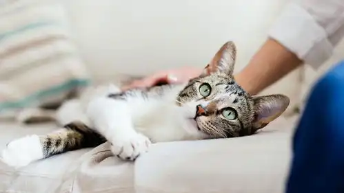 猫咪相处不和睦如何避免多猫家庭经常打架