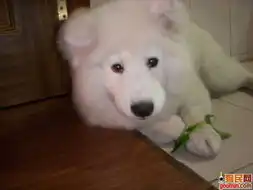 萨摩耶德犬照片萨莫耶照片第一次次吃菠菜奥特曼满4个月shenyicheg