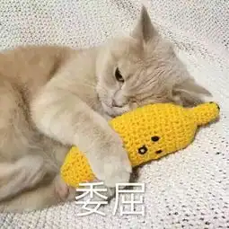 养猫千日,用猫一时,猫咪的正确使用方法你get到了吗