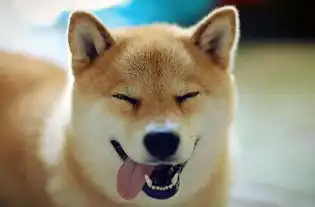 如何让狗狗出门不乱跑