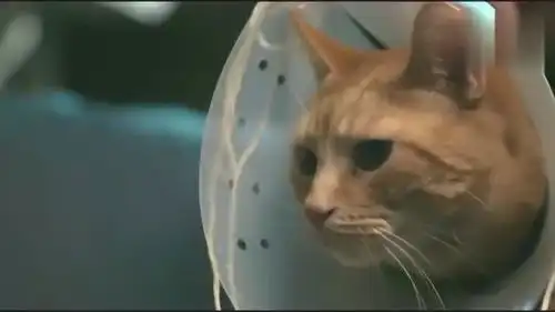 主人带着小橘猫处理伤口还绝育,小猫没有不适,反而还抓起了杰瑞