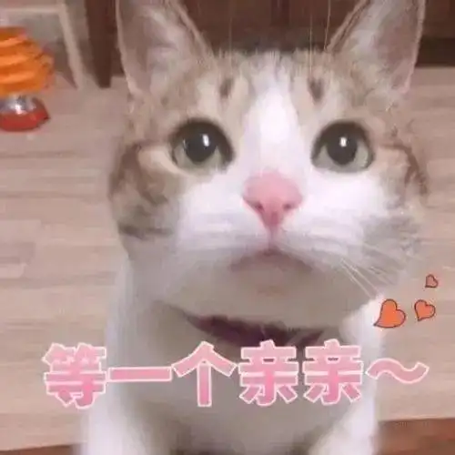 我的猫猫既然能感知到我怀孕了