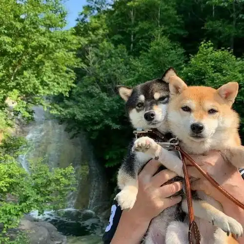 潮图表情包柴犬狗狗的快乐时光