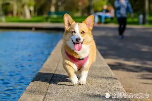 柯基犬蓝孔雀海豚猫火烈鸟松鼠鹦鹉鸵鸟鹿