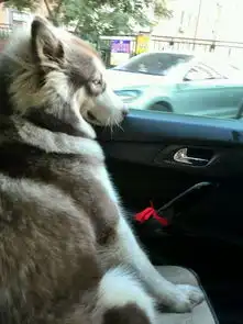 朕第一次坐车,开慢一点啊,混蛋猫咪表情太逗比