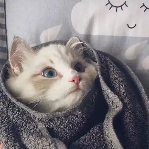 都2018年年末了,我还是没找到一起用猫咪情侣头像的人...