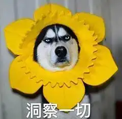 精英与菜鸟的对决一只猫头鹰灭掉384只鸡