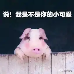 日常吸猪