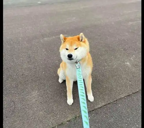 带柴犬出去玩,它一屁股坐在地上不愿走了,最后胜利的笑容贱贱的