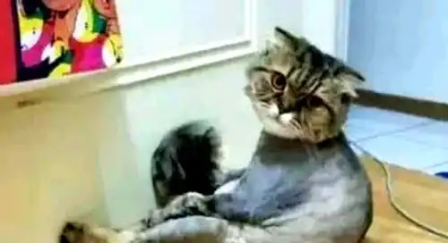 主人把猫咪毛剃完后,猫咪抑郁每天躲墙角,回头那刻表情很真实
