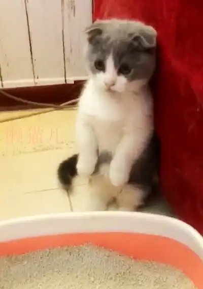 小萌猫一脸隐忍看着猫砂盆,不断催促铲屎官快点,要憋不住了