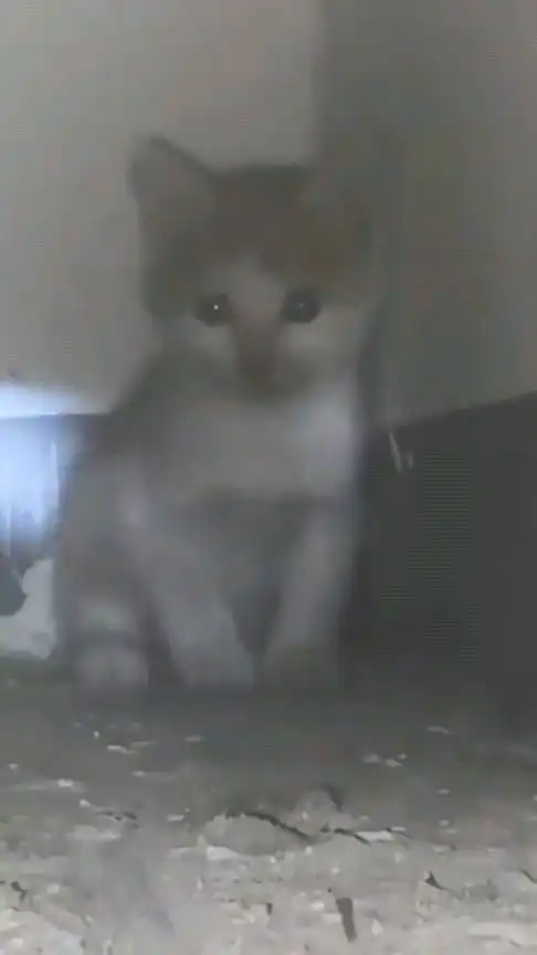 家里养的小猫失踪了,找了半天跑到墙里去了,无奈只能打洞救它了
