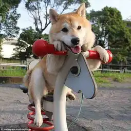 萌翻日本柴犬荡秋千笑容灿烂8688297旅游图片库大视野