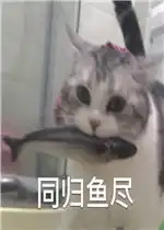泰拳警告表情包图片好玩吗泰拳警告表情包图片怎么玩用户评论