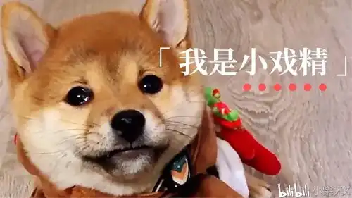 柴犬到底有哪些优缺点