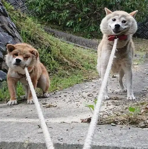 带柴犬出门散步,原地耍赖不肯回家,挣扎表情让人瞬间笑喷