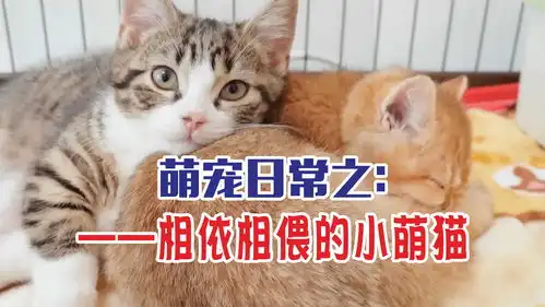 萌宠之乐萌宠日常相依相偎的小萌猫
