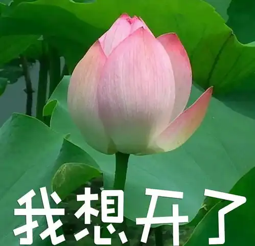 王俊凯土味莲花宣传定档,还有帅气压帽变装,白切黑的设定爱了