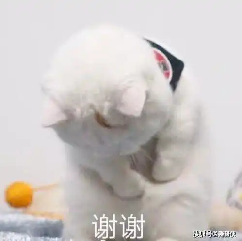 萌猫表情包图片修仙想你,我信你个鬼