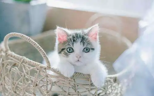 小猫耳朵上有癣怎么治好得快