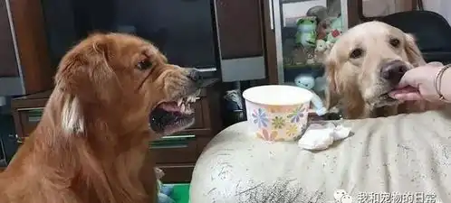 没看过这么凶的狗