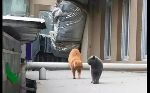 蓝猫出去玩,气势汹汹地带回来了一只橘猫,看表情不太好惹啊