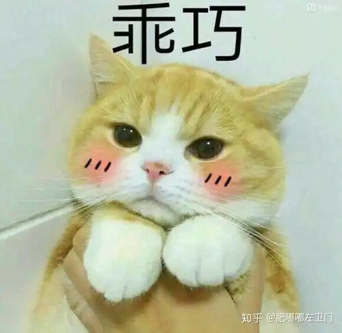有哪些春节的猫猫表情包图片头像